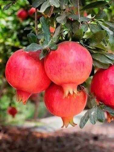 Cloud Farm Outdoor Fruit Plant ( Pack of 1 )