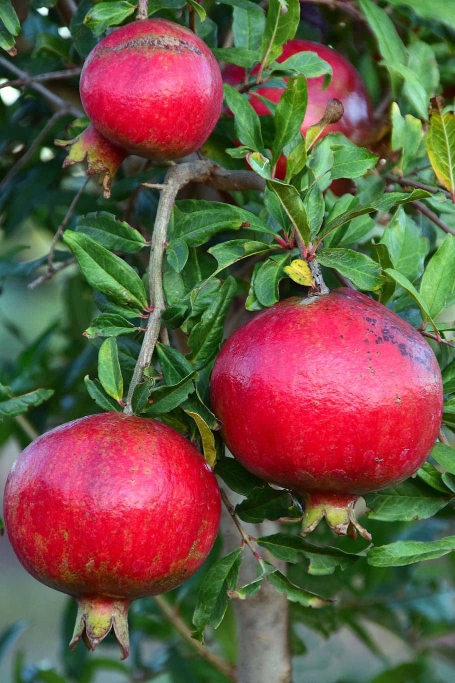 Cloud Farm Outdoor Fruit Plant ( Pack of 1 )