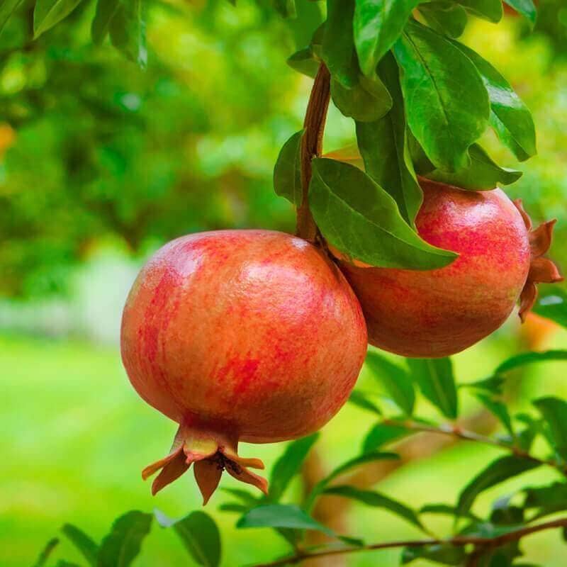 Cloud Farm Outdoor Fruit Plant ( Pack of 1 )
