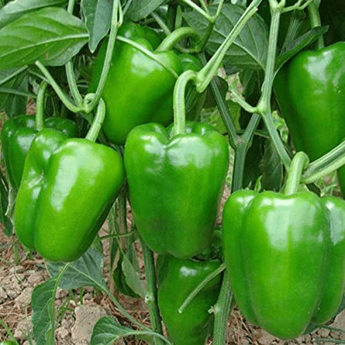     			Vedhahi Green Capsicum Vegetable ( 200 Seeds )