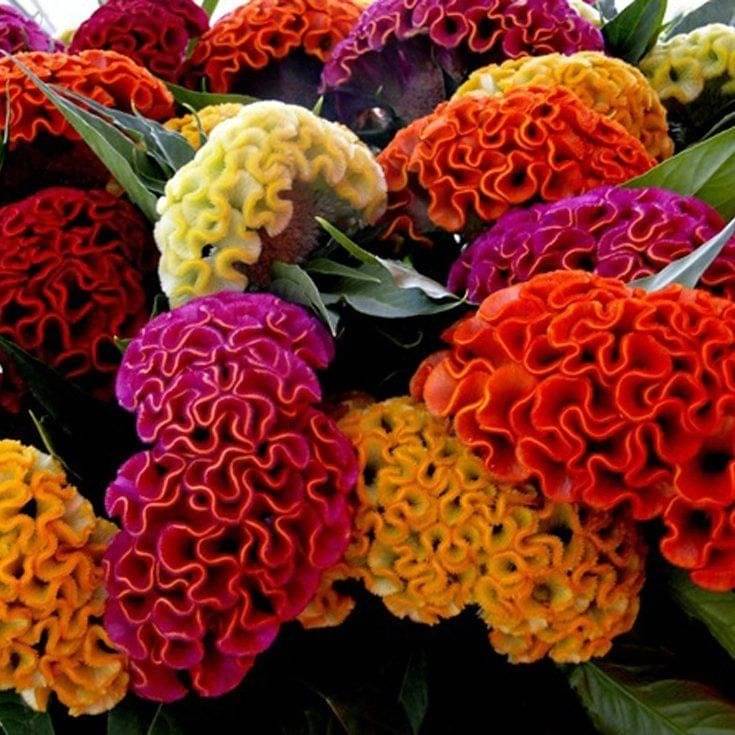     			LiveNature Cockscomb Dwarf Mixed Flower Seeds | Summer Outdoor Flower Seeds | Best For Home Garden & Terrace – 50 Seeds