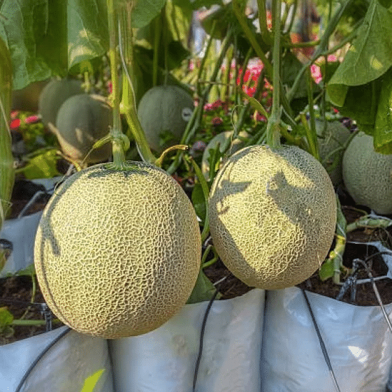     			Jignisha Seeds Hybrid Kharbooja Fruit ( 30 Seeds )