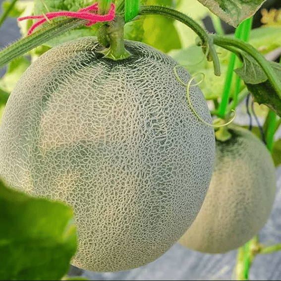 Jignisha Seeds Hybrid Kharbooja Fruit ( 30 Seeds ) Jignisha Seeds Hybrid Kharbooja Fruit ( 30 Seeds )