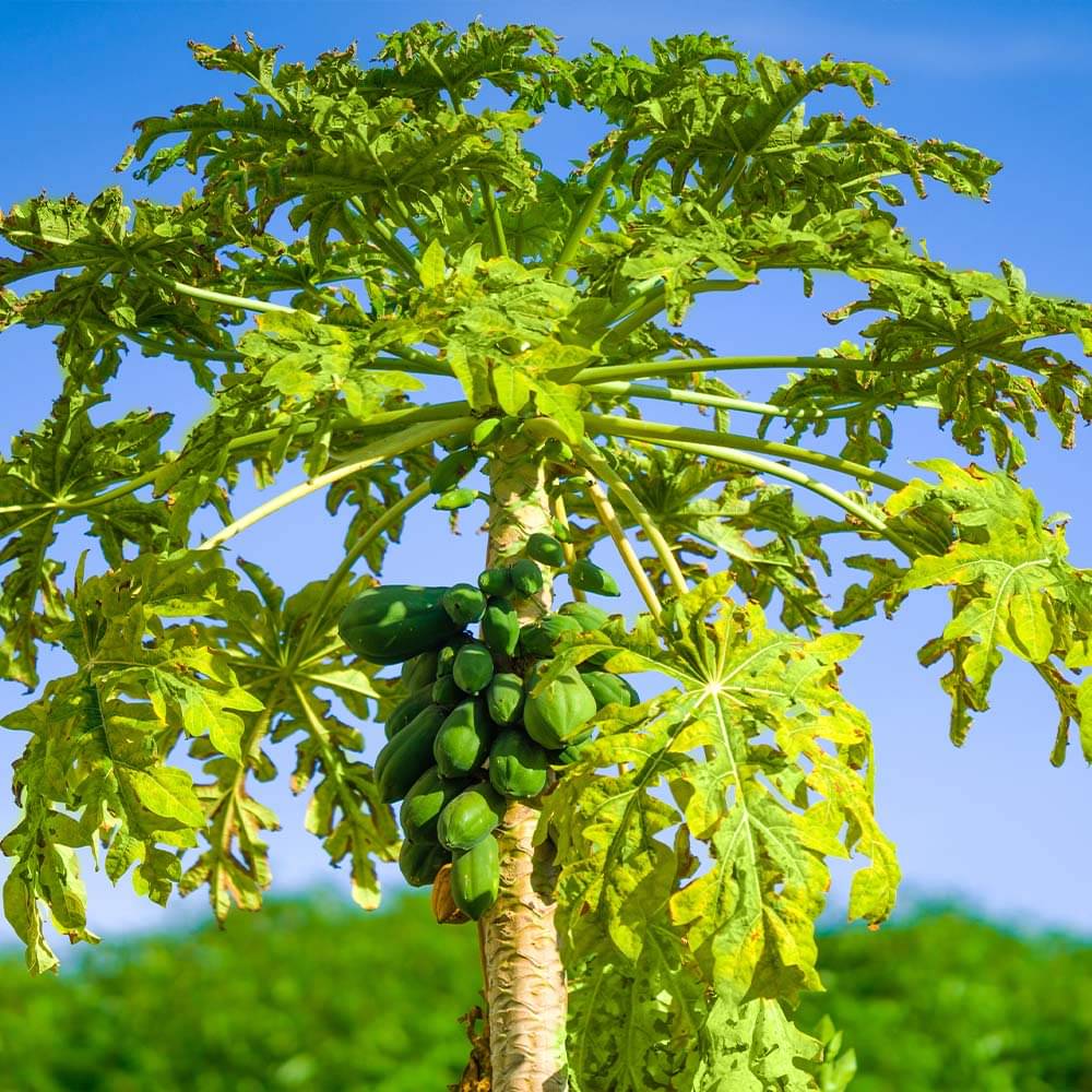 Jignisha Seeds Hybrid Papaya (Red Lady) Fruit ( 25 Seeds ) Jignisha Seeds Hybrid Papaya (Red Lady) Fruit ( 25 Seeds )
