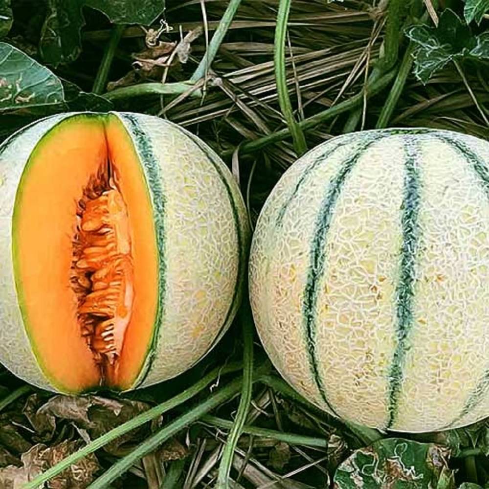     			Jignisha Seeds Muskmelon Striped Fruit ( 30 Seeds )