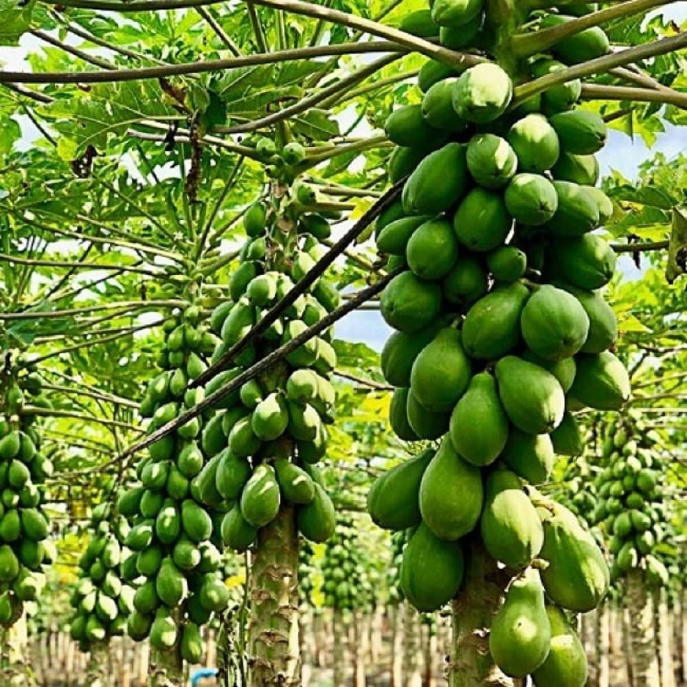 Jignisha Seeds Organic Papaya (Red Lady) Fruit ( 25 Seeds ) Jignisha Seeds Organic Papaya (Red Lady) Fruit ( 25 Seeds )