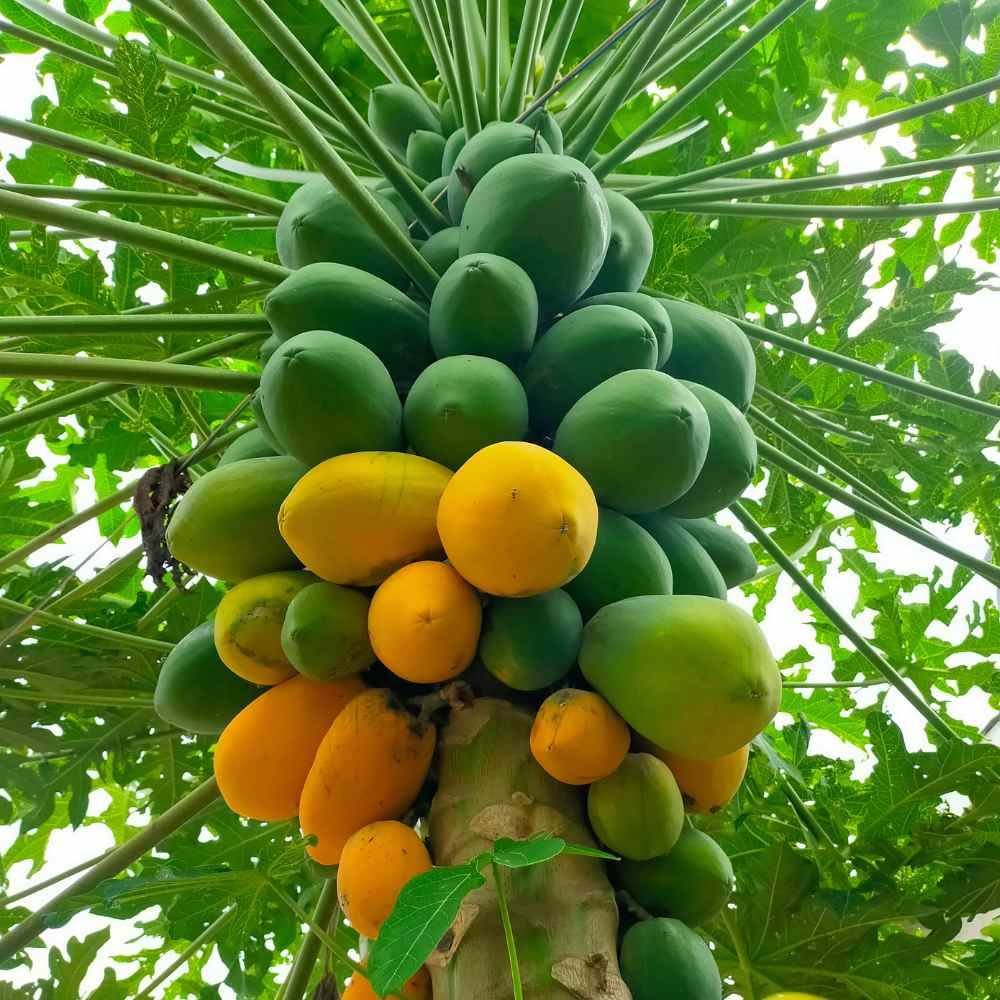 Jignisha Seeds Organic Papaya (Red Lady) Fruit ( 50 Seeds ) Jignisha Seeds Organic Papaya (Red Lady) Fruit ( 50 Seeds )