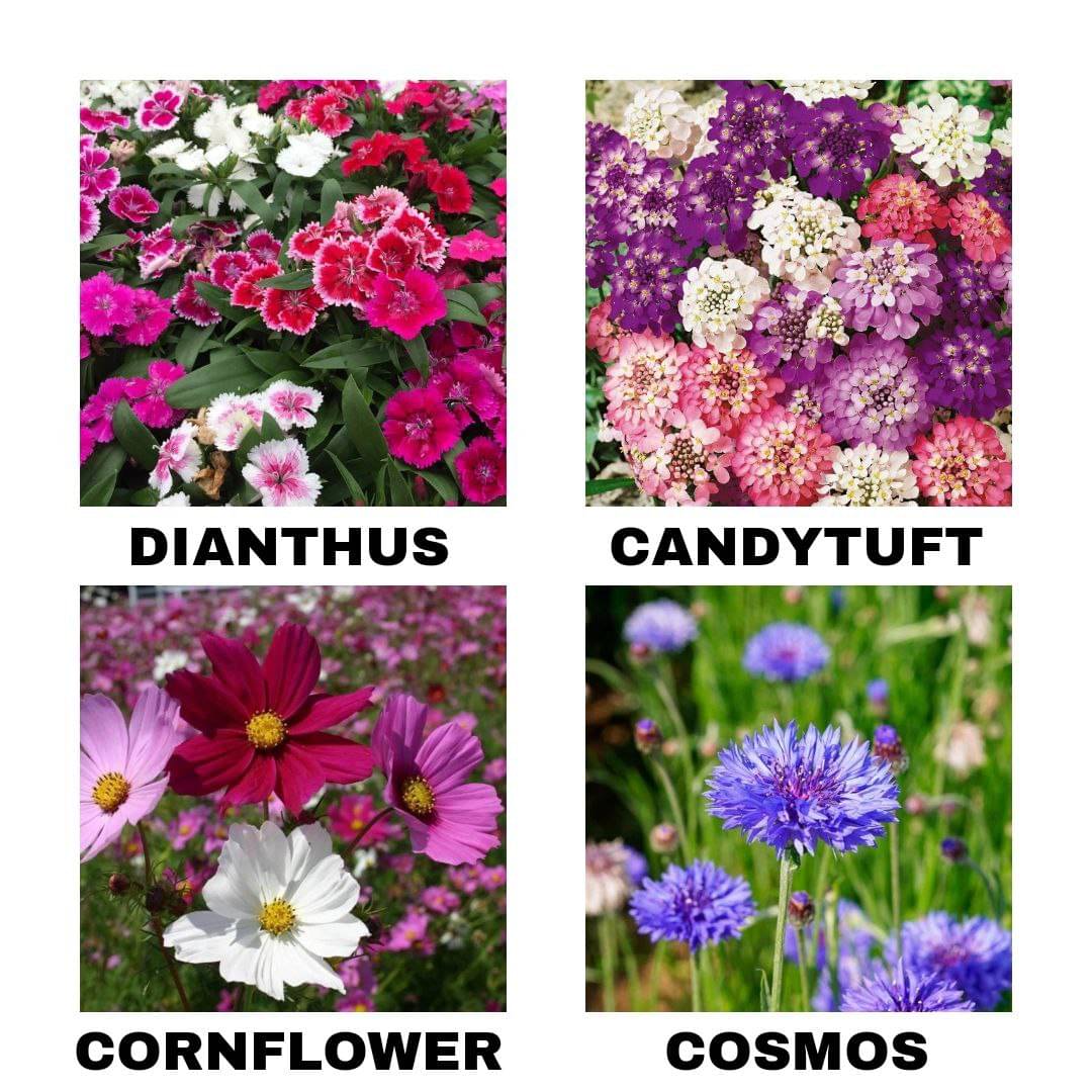     			Beautiful 4 Varieties Flower 140 Premium Seed