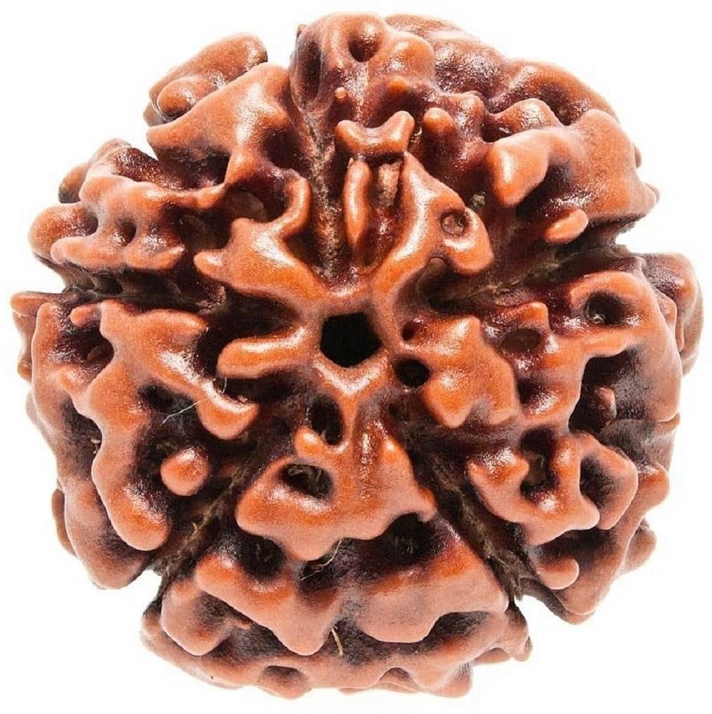     			YASH GEMS Rudraksha Bead ( Pack of 1 )