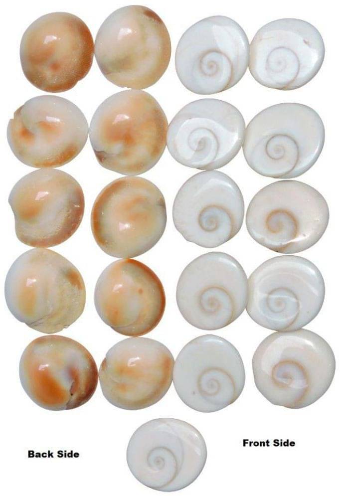 YASH GEMS Vastu Showpiece 8 cm - Pack of 1 YASH GEMS Vastu Showpiece 8 cm - Pack of 1