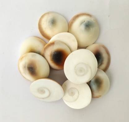 YASH GEMS Vastu Showpiece 8 cm - Pack of 1 YASH GEMS Vastu Showpiece 8 cm - Pack of 1