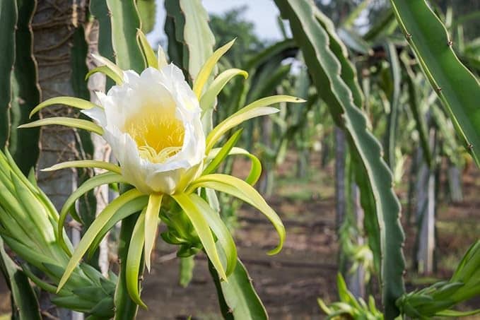 Cloud Farm Outdoor Fruit Plant ( Pack of 3 )