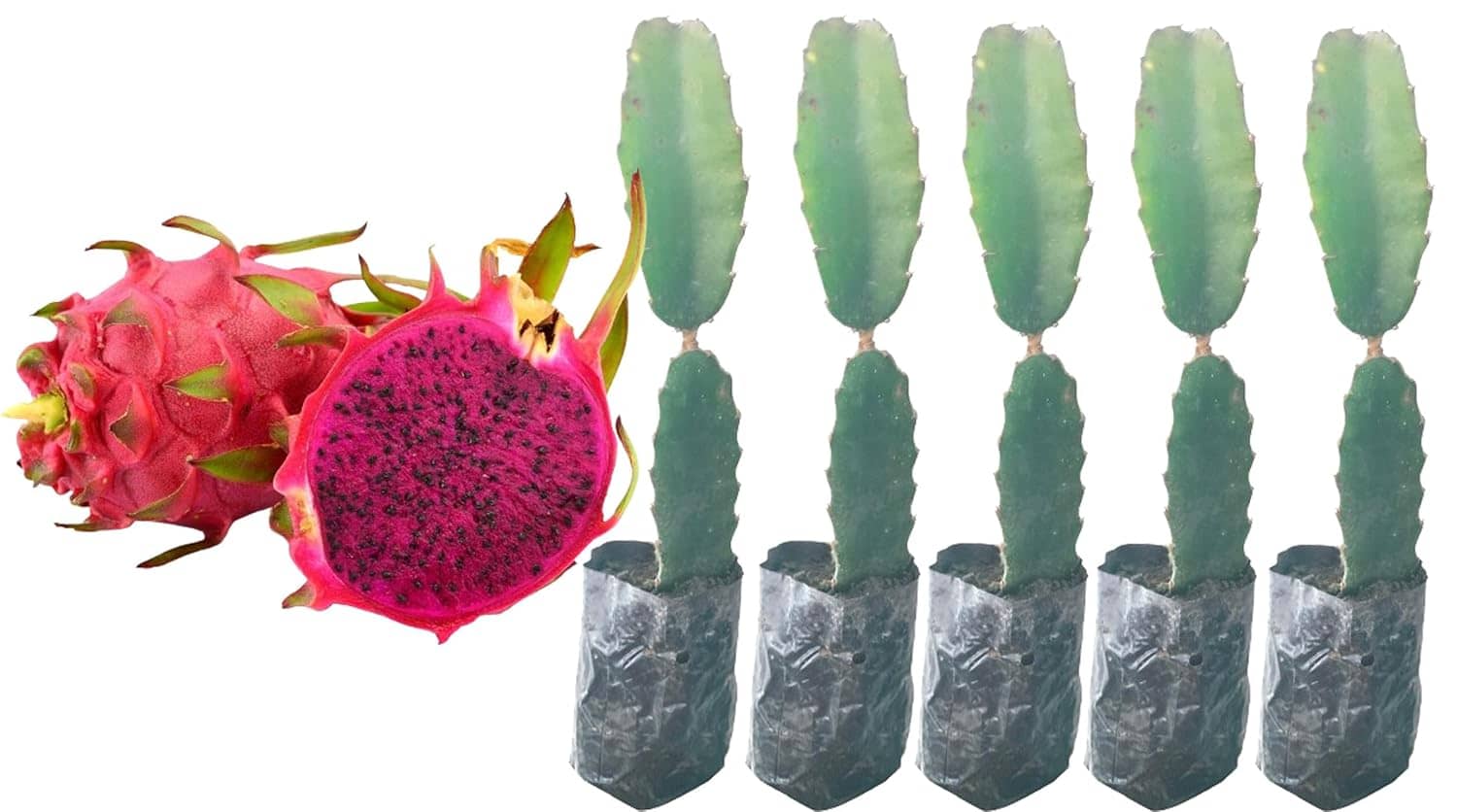 Cloud Farm Outdoor Fruit Plant ( Pack of 5 )