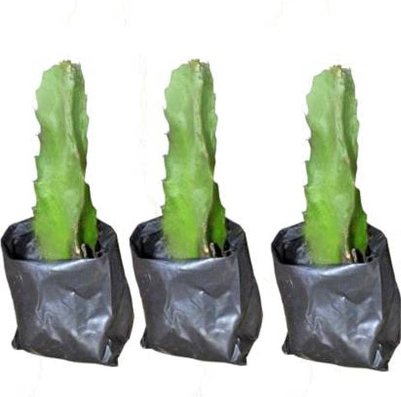 Cloud Farm Outdoor Fruit Plant ( Pack of 3 )