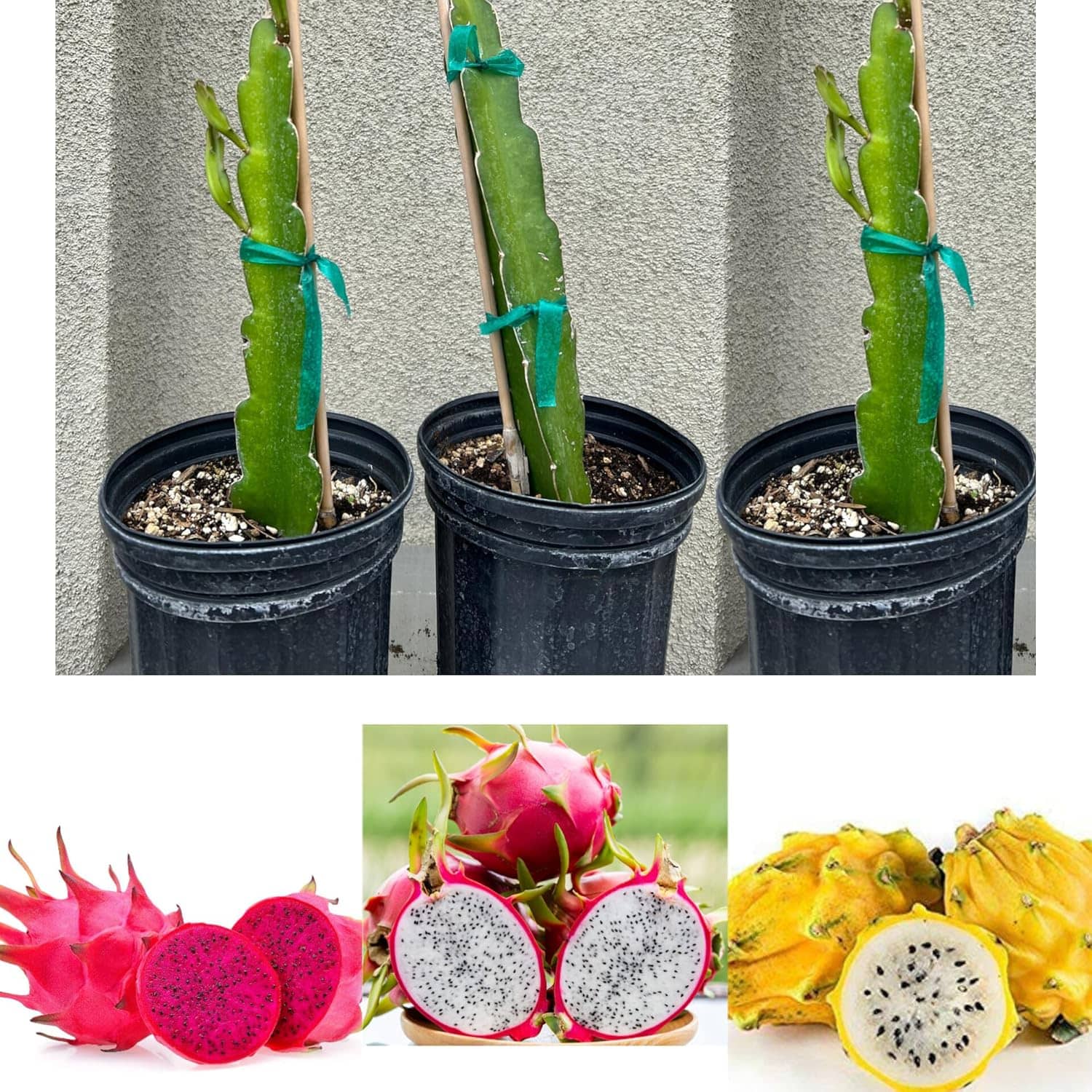Cloud Farm Outdoor Fruit Plant ( Pack of 3 )