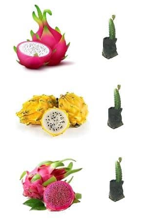 Cloud Farm Outdoor Fruit Plant ( Pack of 3 )