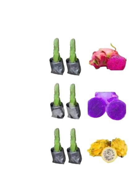 Cloud Farm Outdoor Fruit Plant ( Pack of 6 )