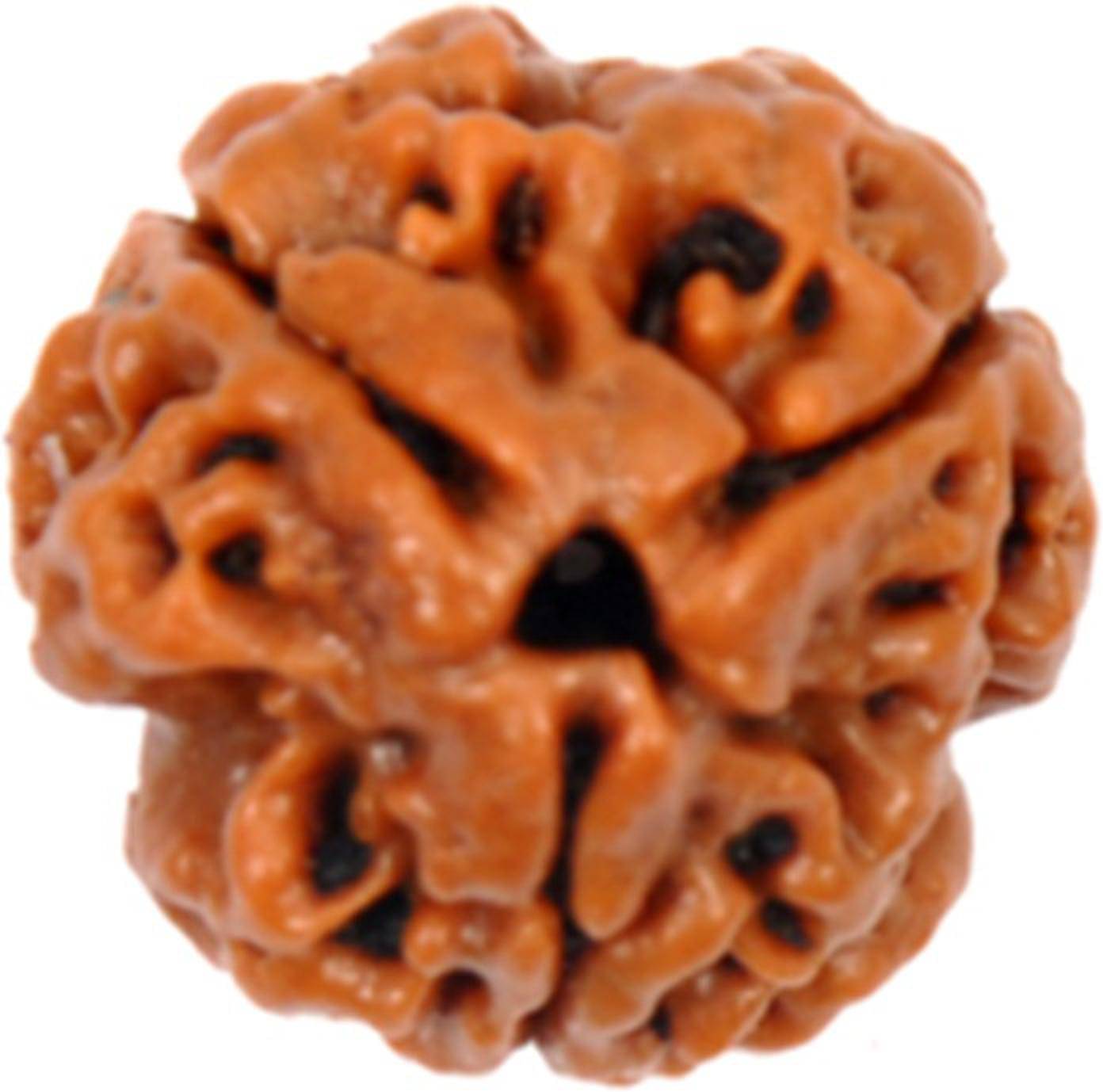    			YASH GEMS Rudraksha Pendant ( Pack of 1 )