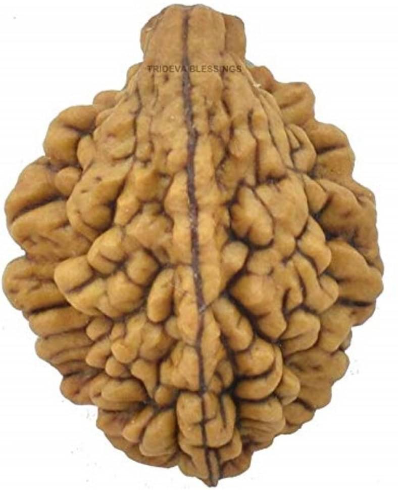     			YASH GEMS Rudraksha Pendant ( Pack of 1 )
