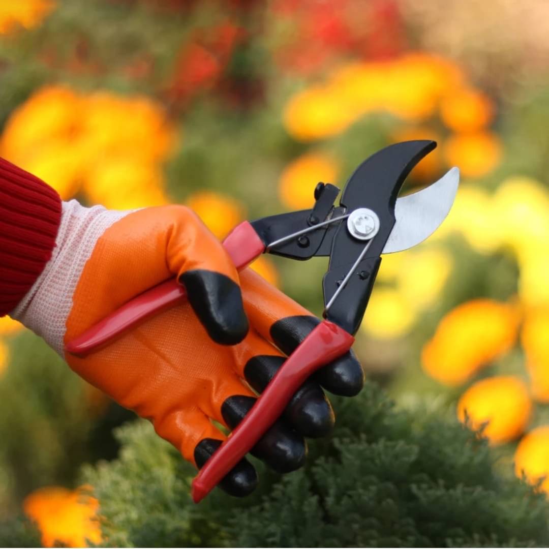 SAS TOOLS Garden Pruner ( Set of 1 ) SAS TOOLS Garden Pruner ( Set of 1 )