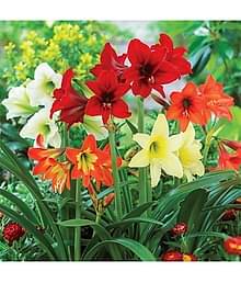 LiveNature Amaryllis Flower ( 4 Seeds )