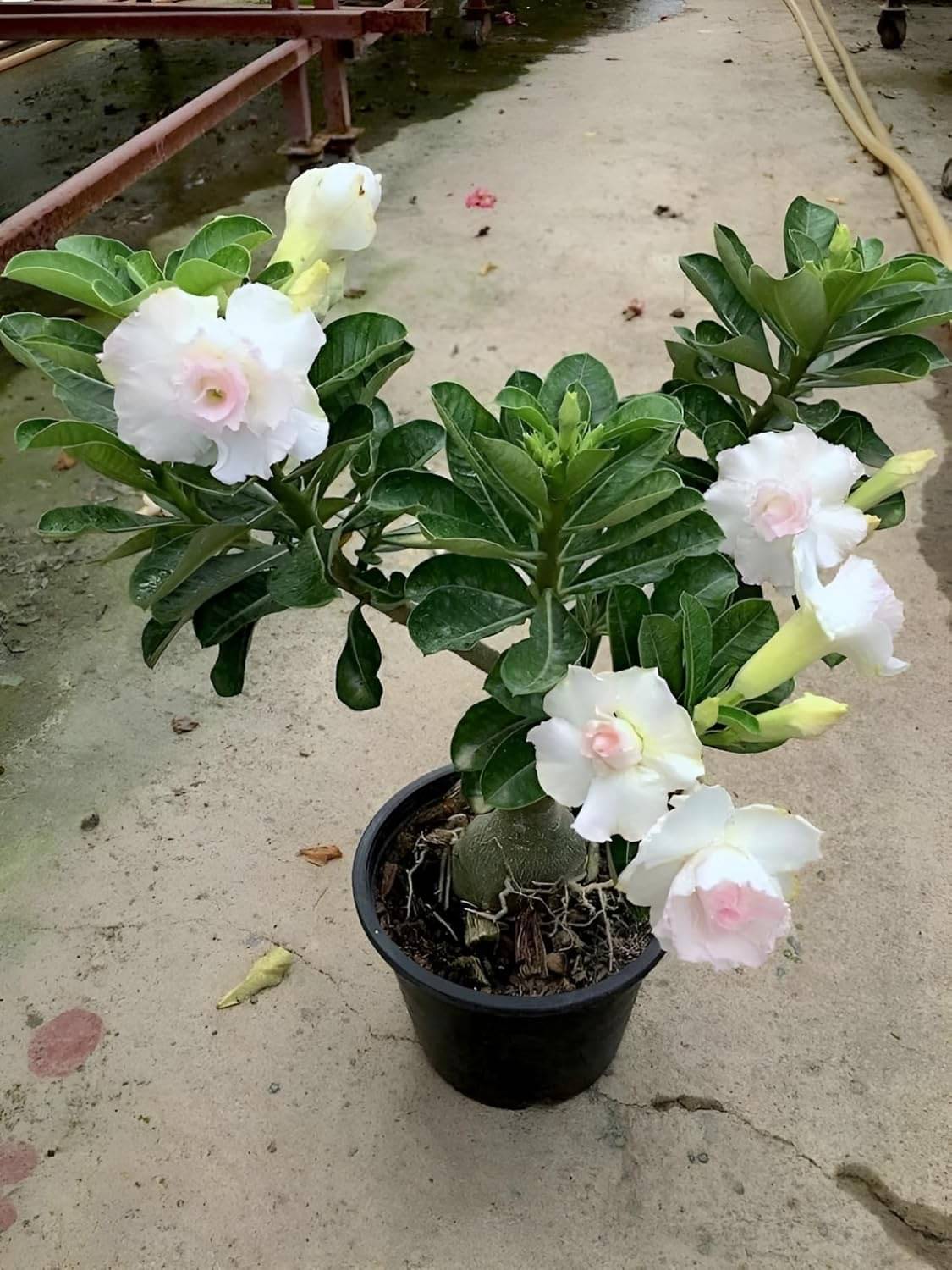 Cloud Farm Outdoor Flower Plant ( Pack of 1 ) Cloud Farm Outdoor Flower Plant ( Pack of 1 )