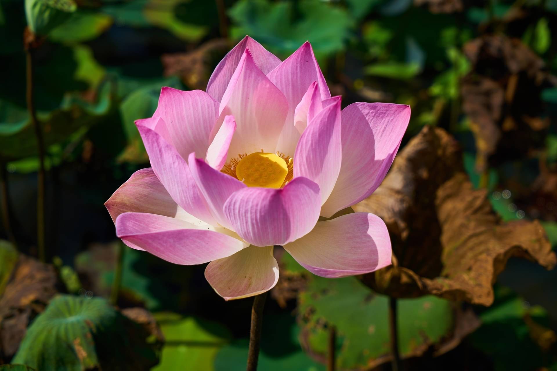     			DECORPLIX Lotus Flower ( 12 Seeds )