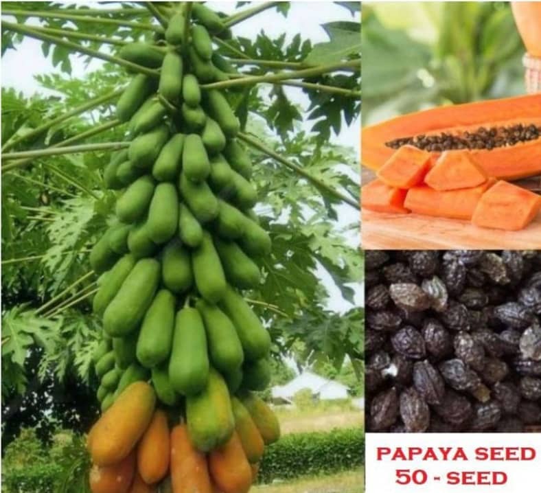 Papaya Fruit Seeds ( 25 Seeds )