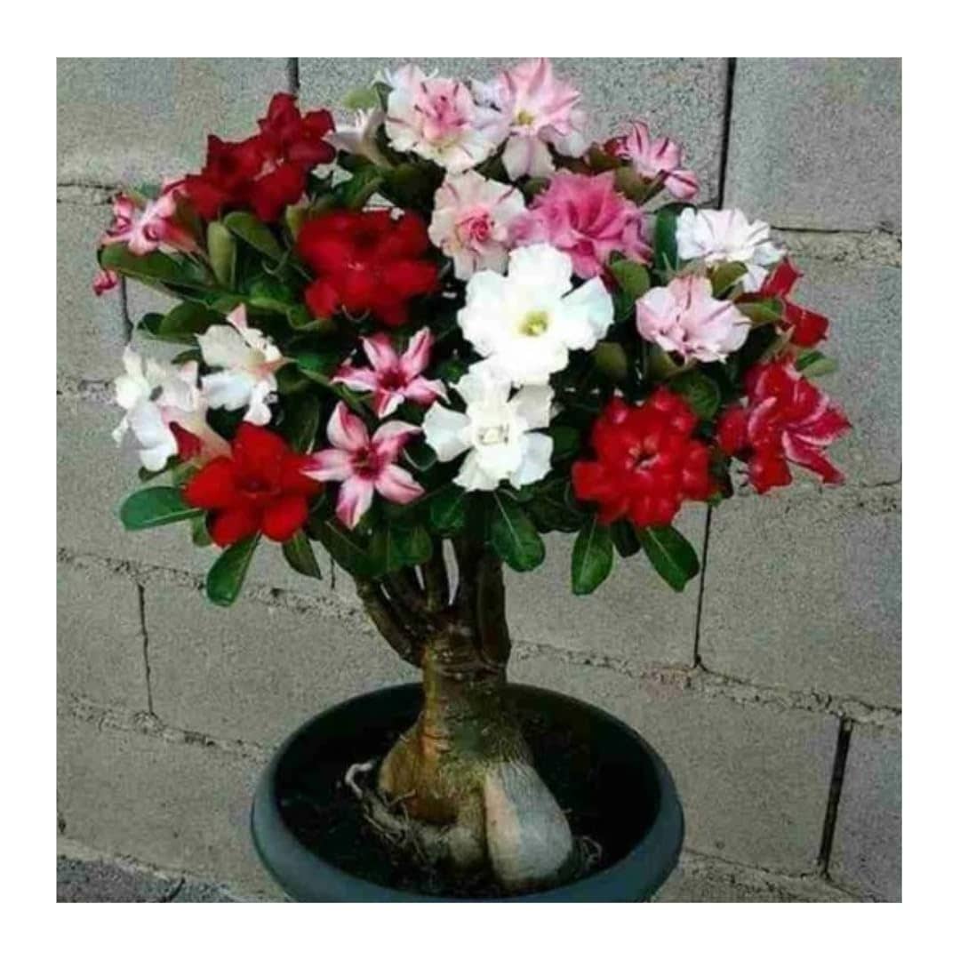 Cloud Farm Outdoor Flower Plant ( Pack of 1 )