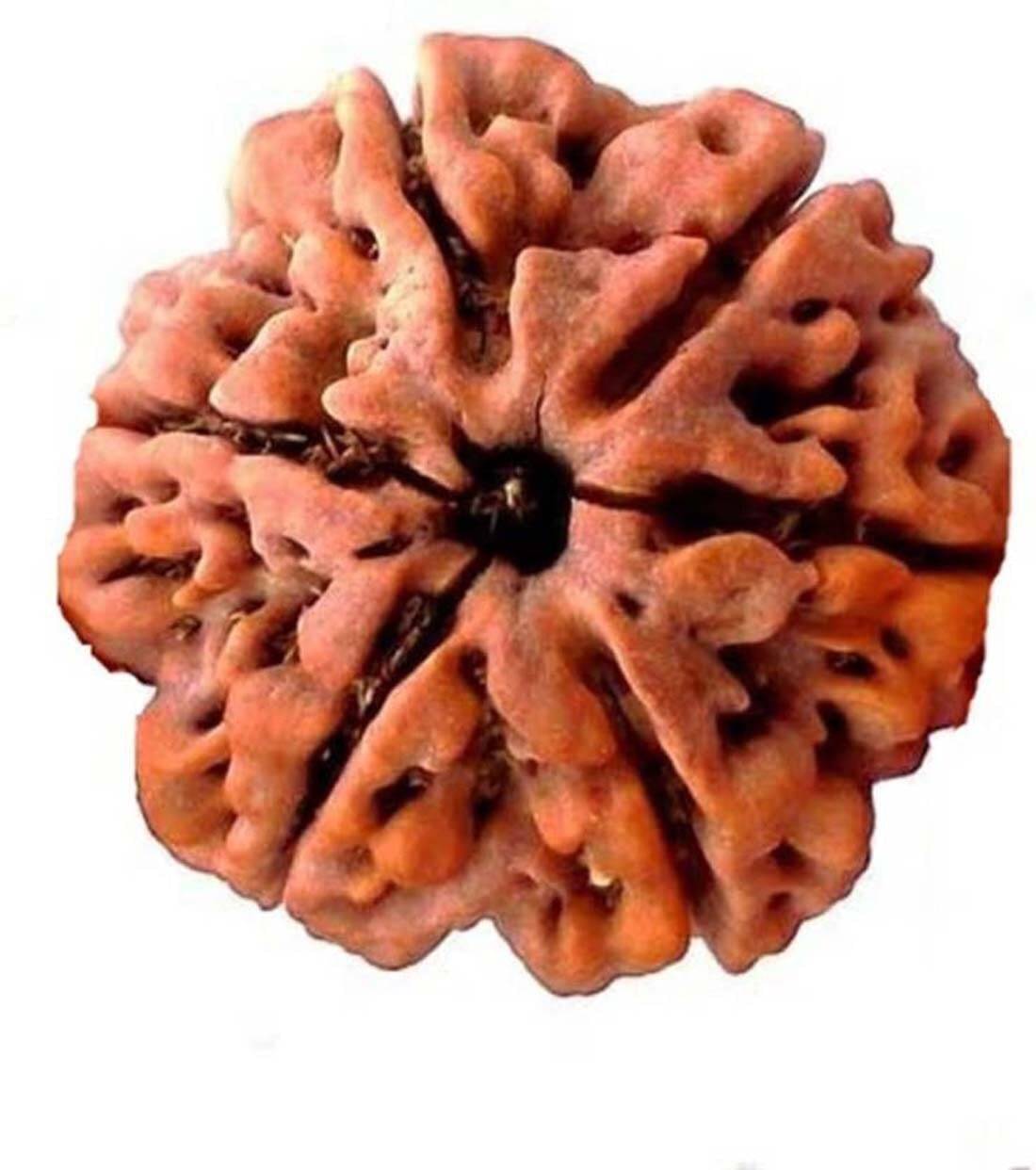     			YASH GEMS Rudraksha Pendant ( Pack of 1 )