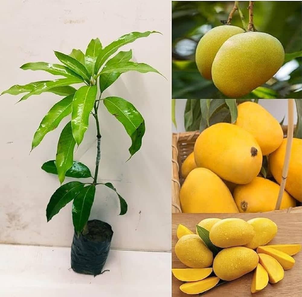 Cloud Farm Outdoor Fruit Plant ( Pack of 1 )