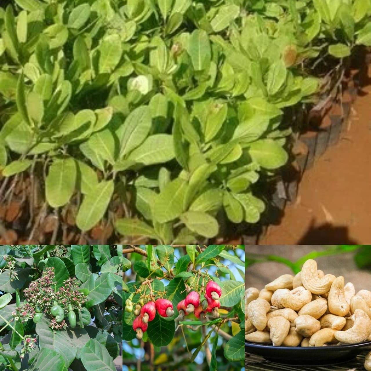 Cloud Farm Outdoor Fruit Plant ( Pack of 1 ) Cloud Farm Outdoor Fruit Plant ( Pack of 1 )