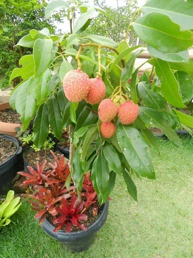 Cloud Farm Outdoor Fruit Plant ( Pack of 1 )