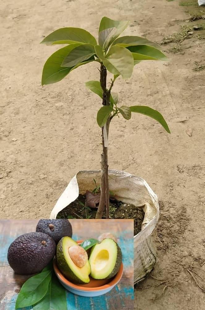 Cloud Farm Outdoor Fruit Plant ( Pack of 1 ) Cloud Farm Outdoor Fruit Plant ( Pack of 1 )