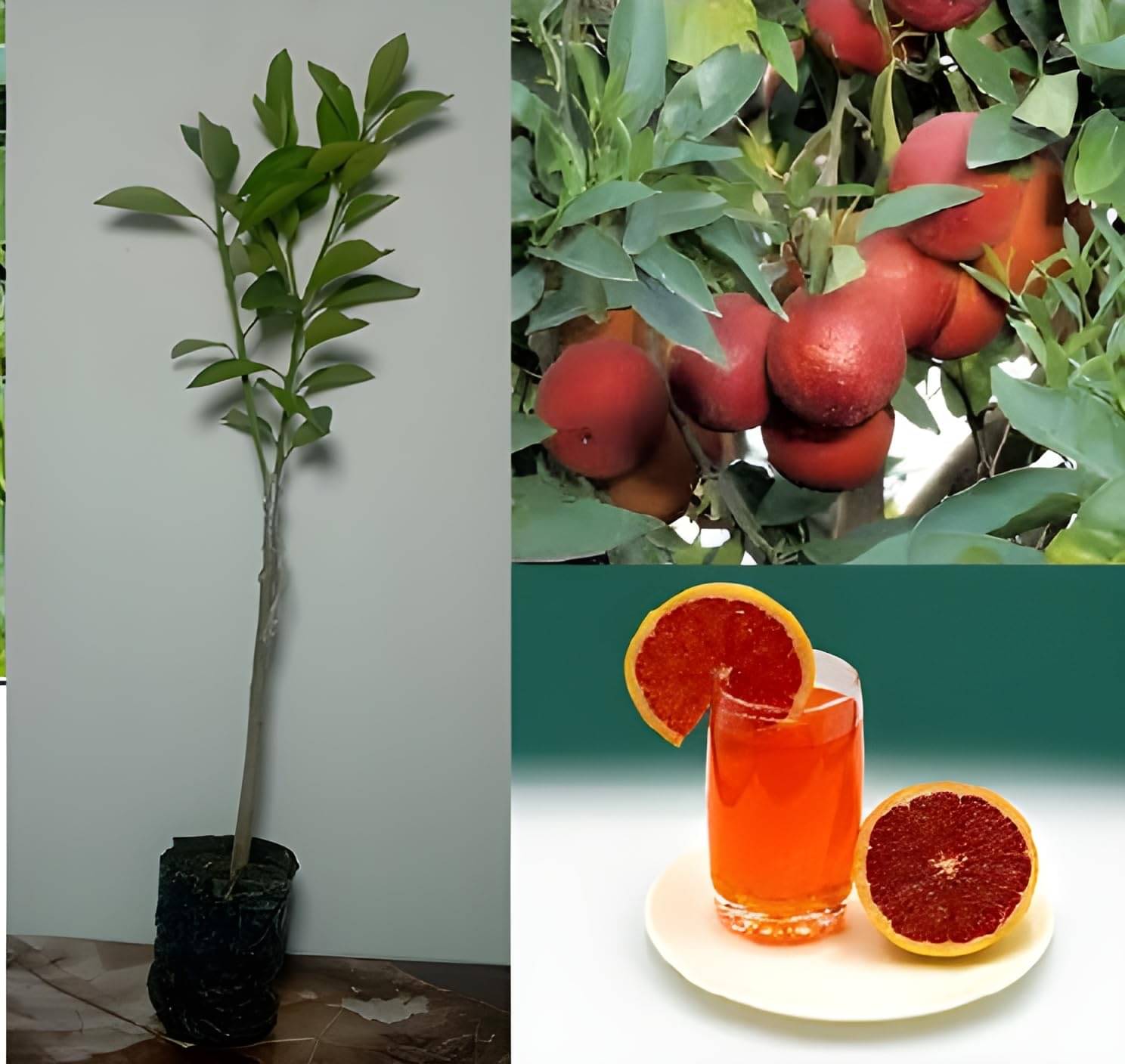     			Cloud Farm Outdoor Fruit Plant ( Pack of 1 )