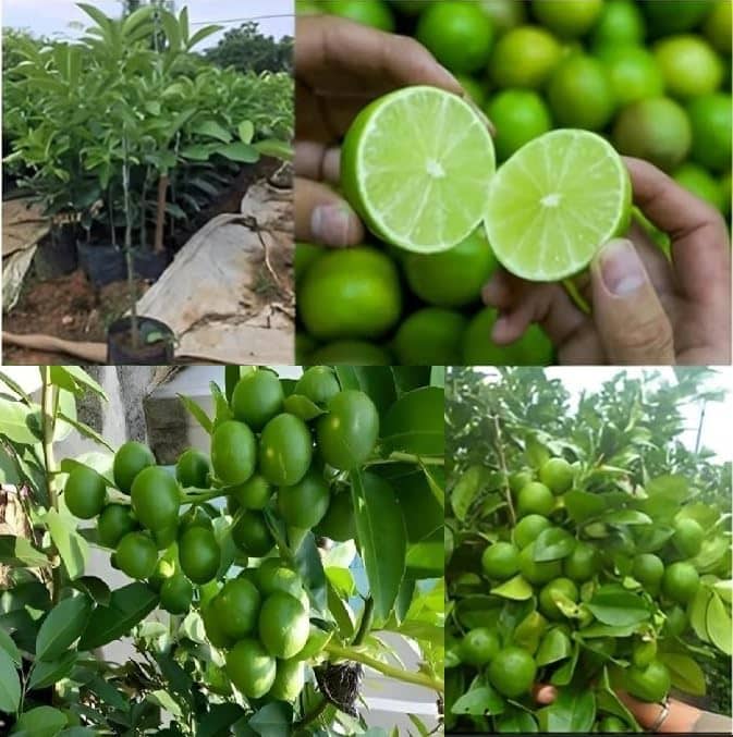 Cloud Farm Outdoor Fruit Plant ( Pack of 1 )