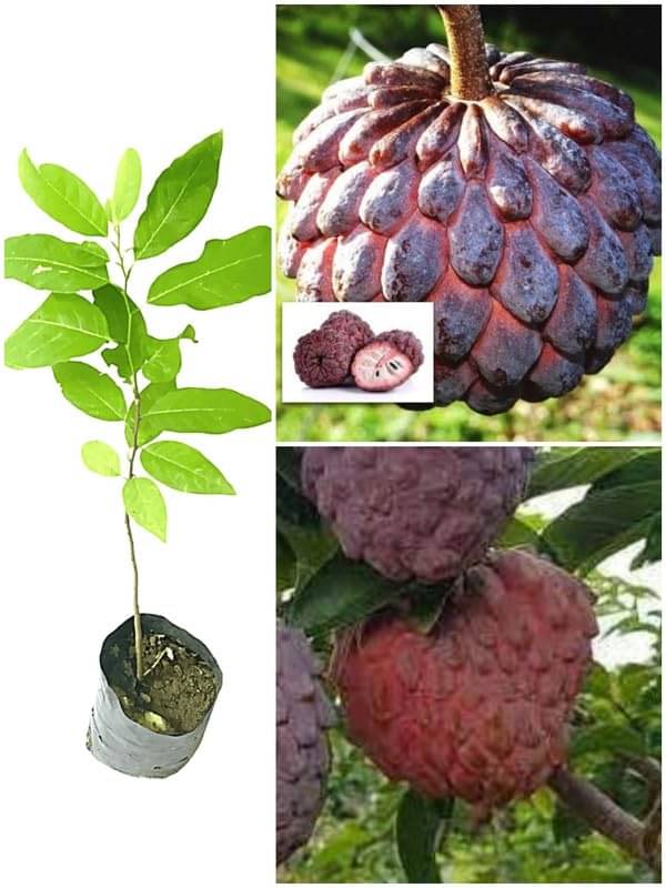     			Cloud Farm Outdoor Fruit Plant ( Pack of 1 )