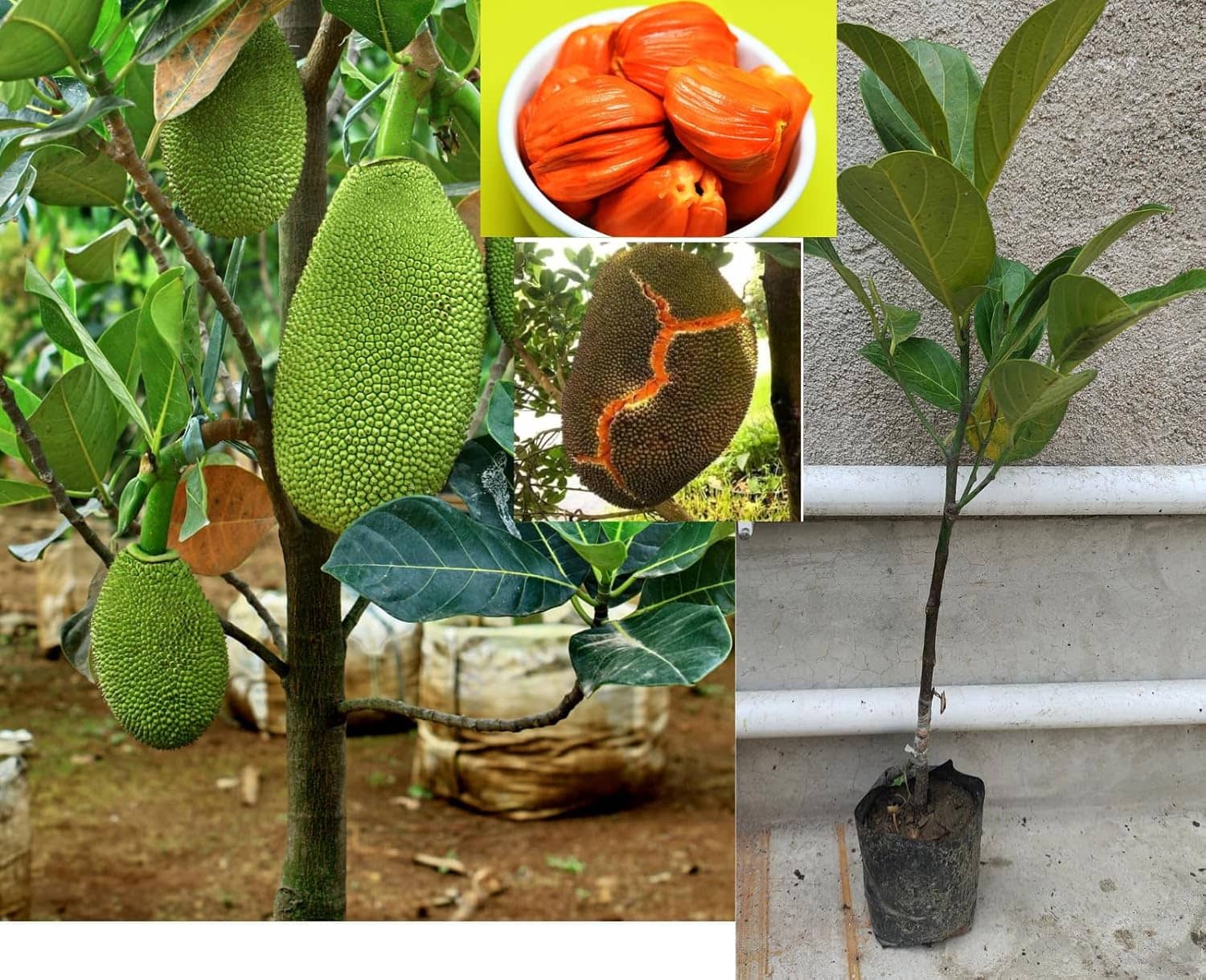 Cloud Farm Outdoor Fruit Plant ( Pack of 1 )