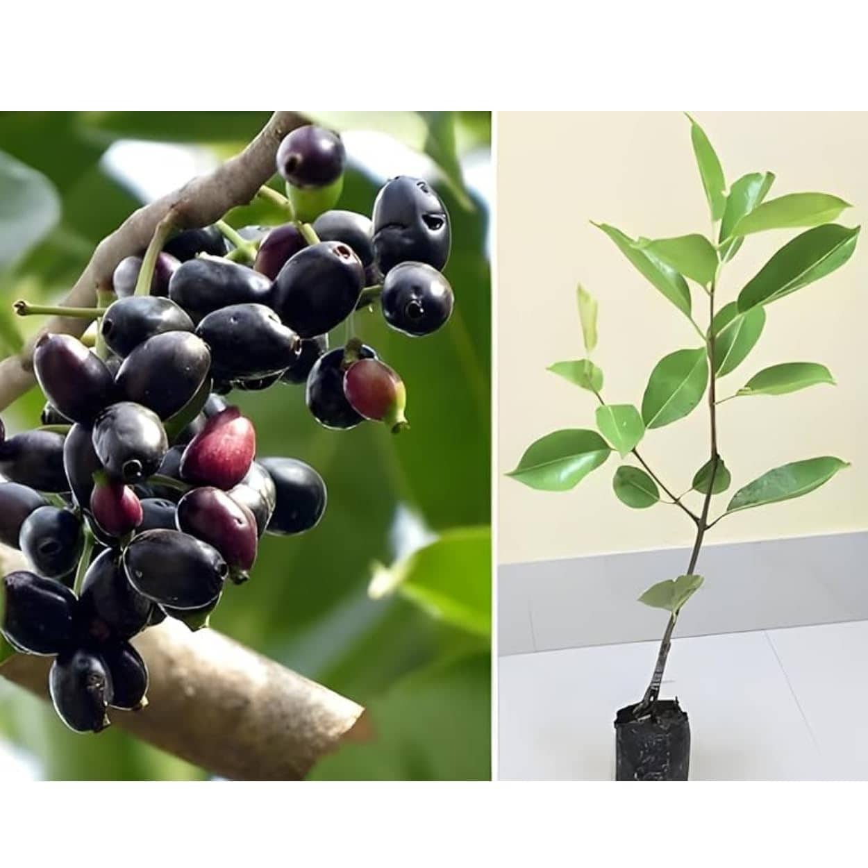 Cloud Farm Outdoor Fruit Plant ( Pack of 1 )