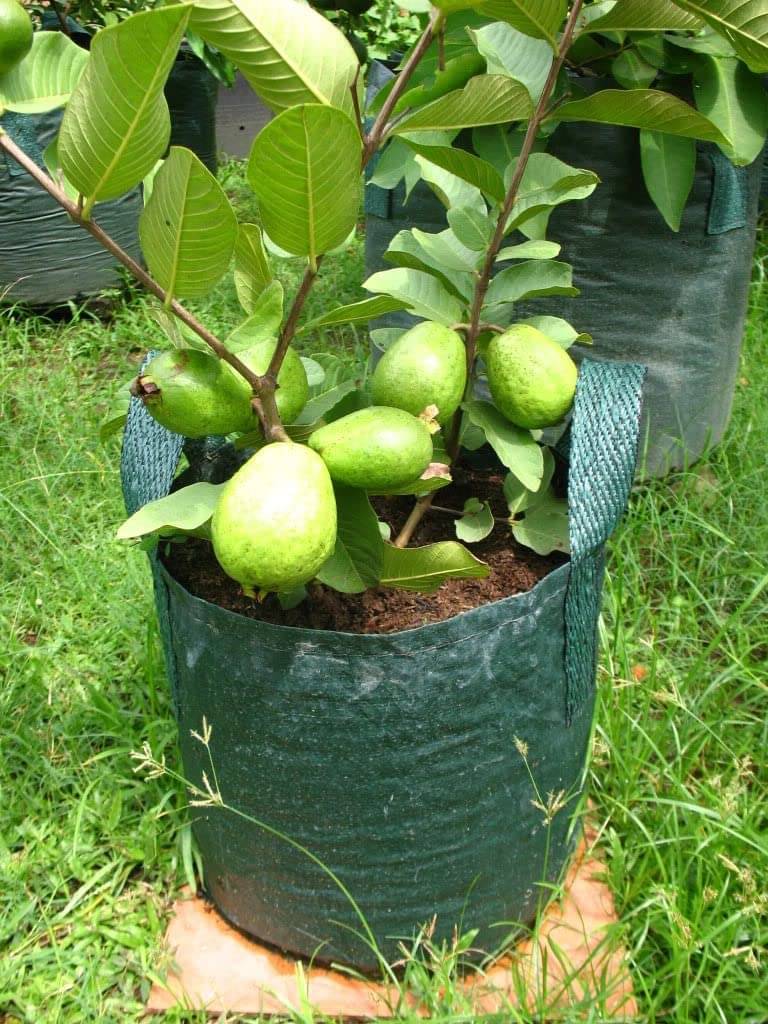     			Cloud Farm Outdoor Fruit Plant ( Pack of 1 )