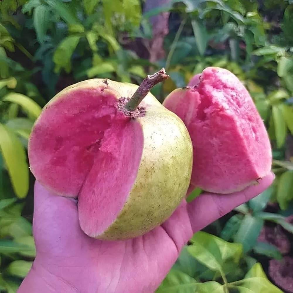     			Cloud Farm Outdoor Fruit Plant ( Pack of 1 )