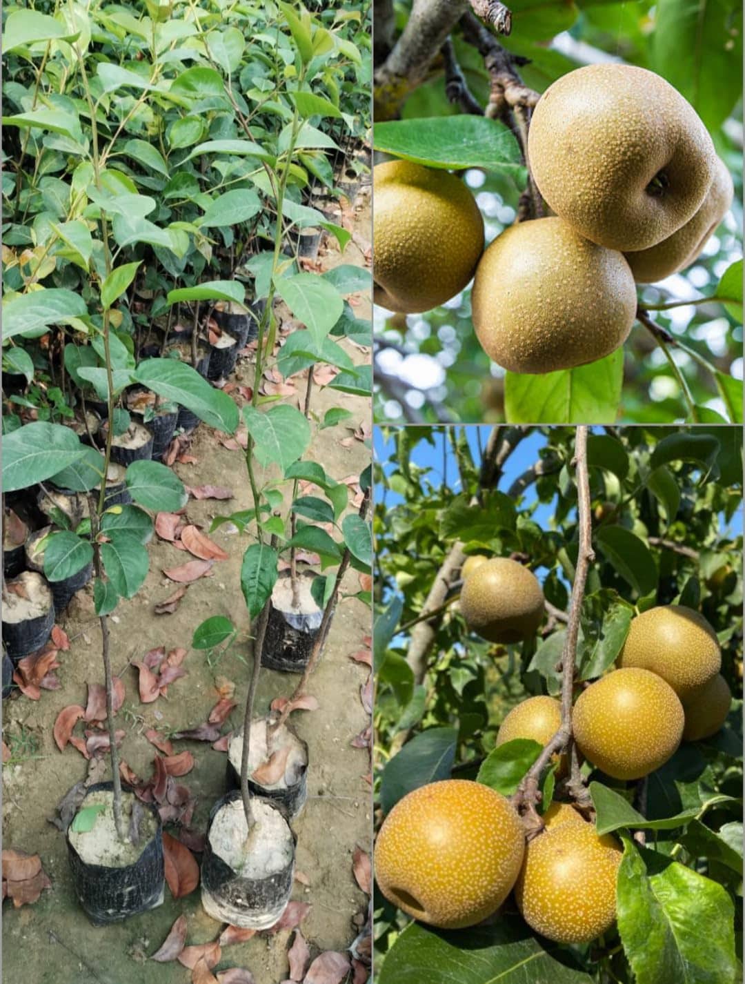 Cloud Farm Outdoor Fruit Plant ( Pack of 1 )