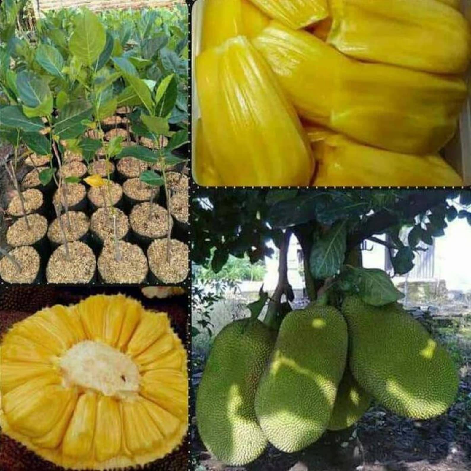     			Cloud Farm Outdoor Fruit Plant ( Pack of 1 )