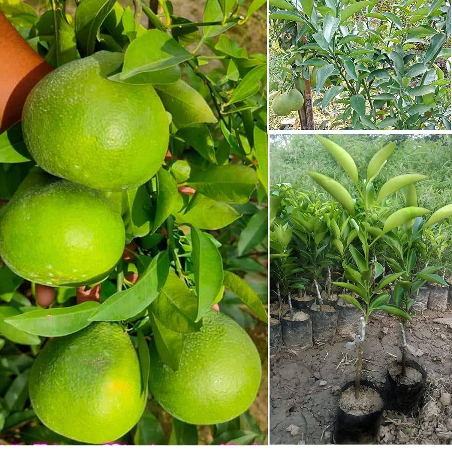     			Cloud Farm Outdoor Fruit Plant ( Pack of 1 )