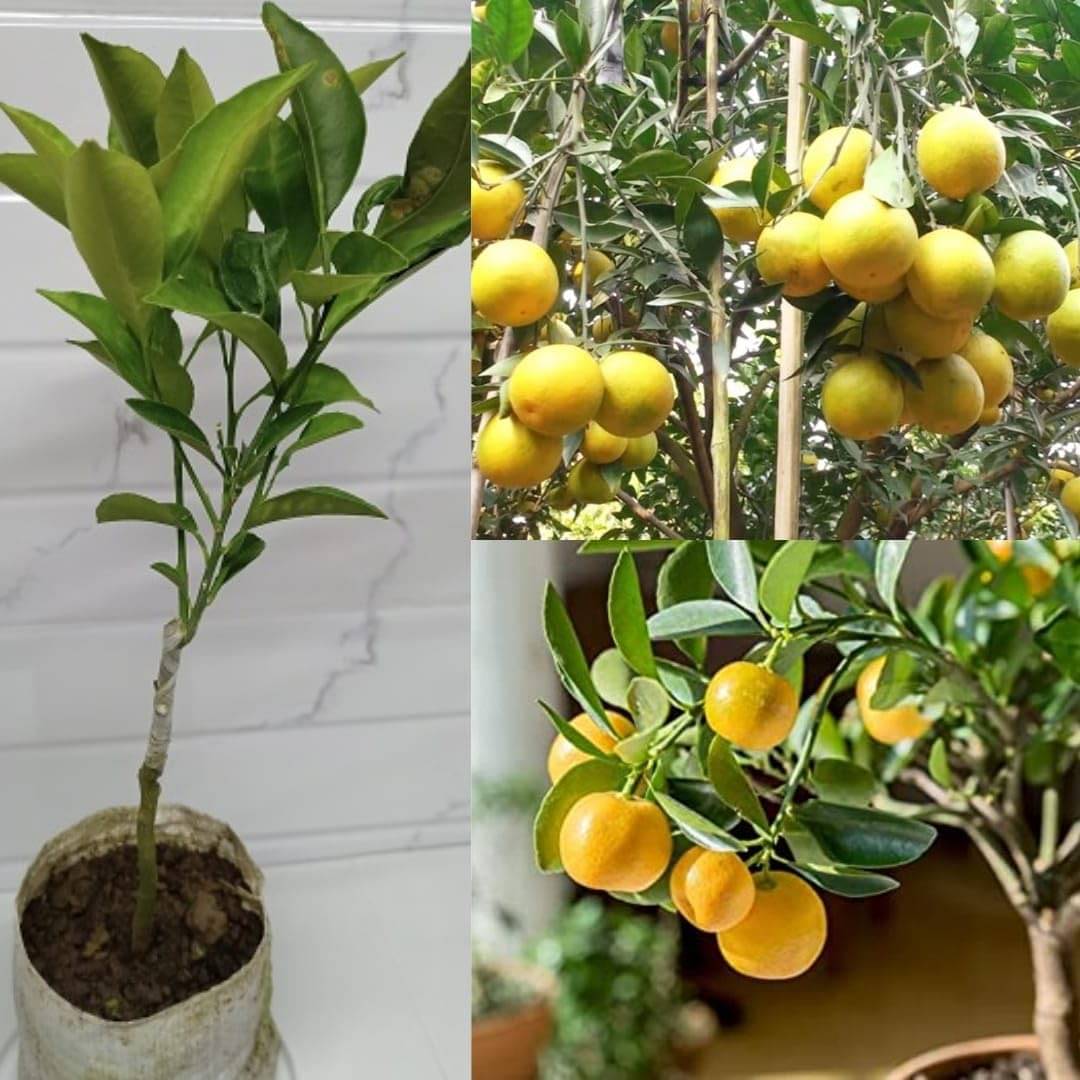     			Cloud Farm Outdoor Fruit Plant ( Pack of 1 )