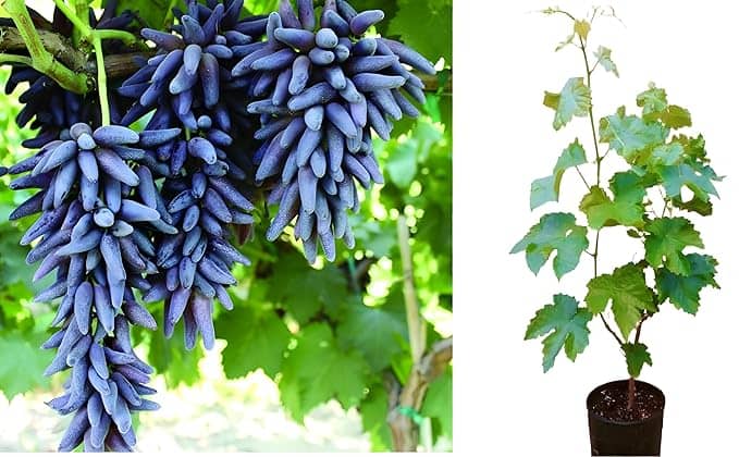 Cloud Farm Outdoor Fruit Plant ( Pack of 1 )