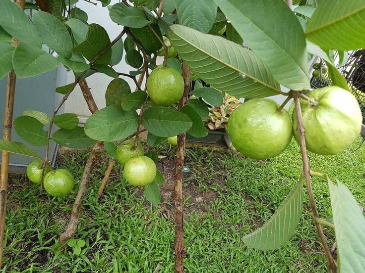     			Cloud Farm Outdoor Fruit Plant ( Pack of 1 )