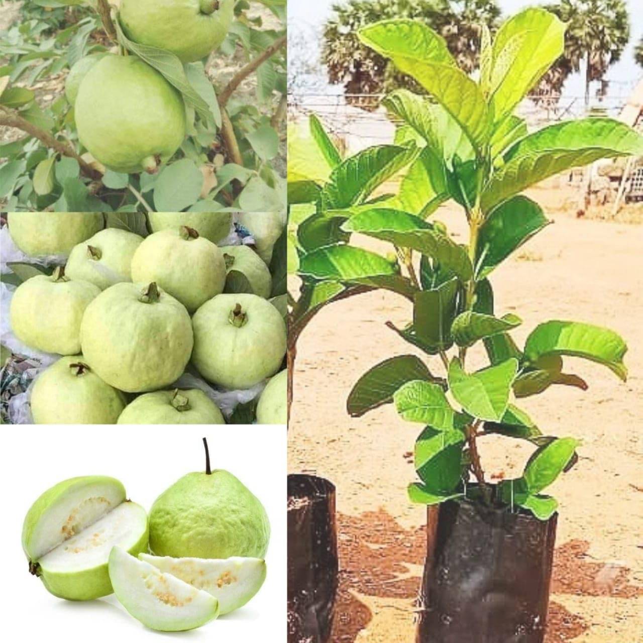 Cloud Farm Outdoor Fruit Plant ( Pack of 1 ) Cloud Farm Outdoor Fruit Plant ( Pack of 1 )