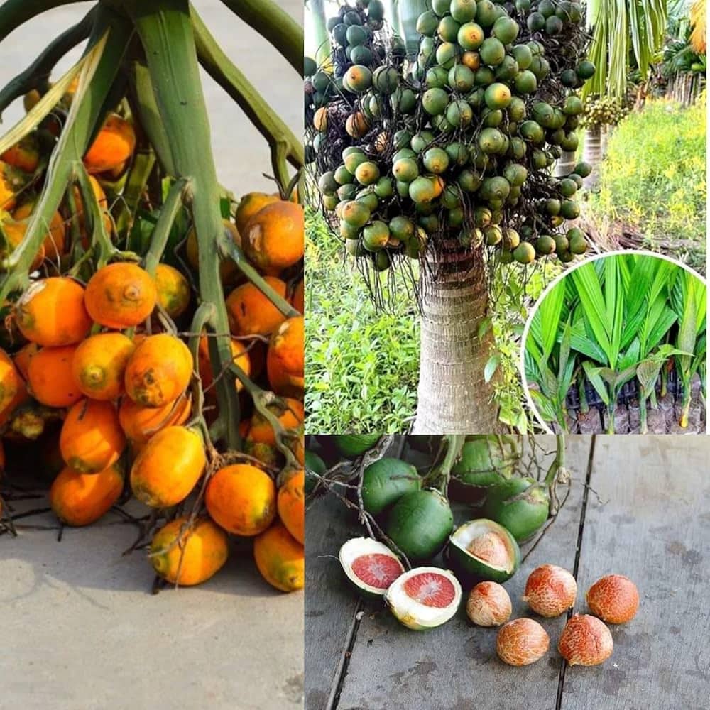 Cloud Farm Outdoor Fruit Plant ( Pack of 1 )