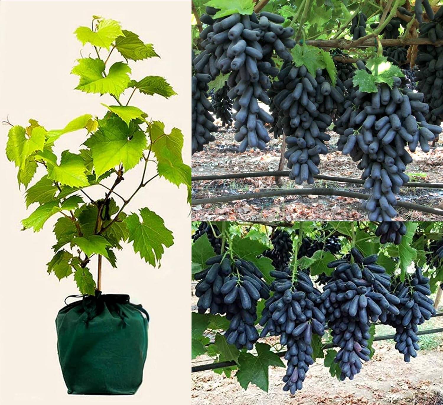     			Cloud Farm Outdoor Fruit Plant ( Pack of 1 )